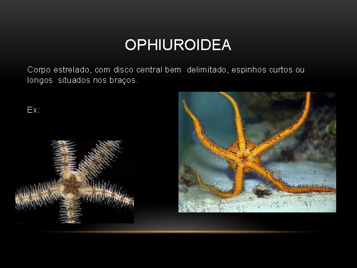 OPHIUROIDEA Corpo estrelado, com disco central bem delimitado, espinhos curtos ou longos situados nos