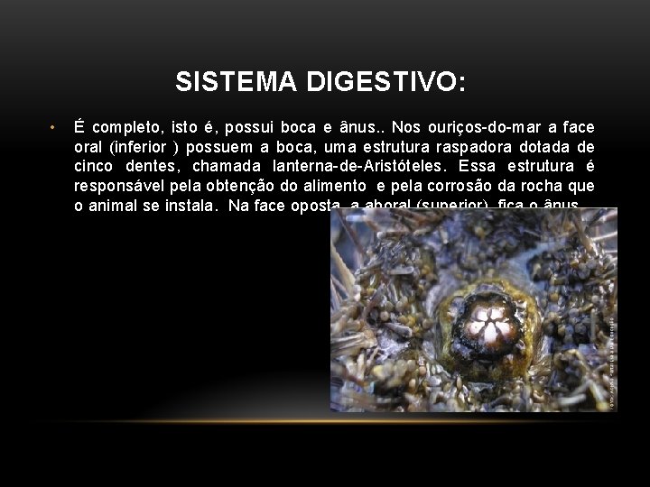 SISTEMA DIGESTIVO: • É completo, isto é, possui boca e ânus. . Nos ouriços-do-mar