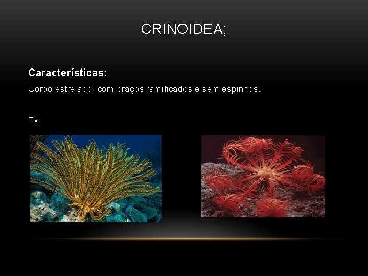 CRINOIDEA; Características: Corpo estrelado, com braços ramificados e sem espinhos. Ex: 