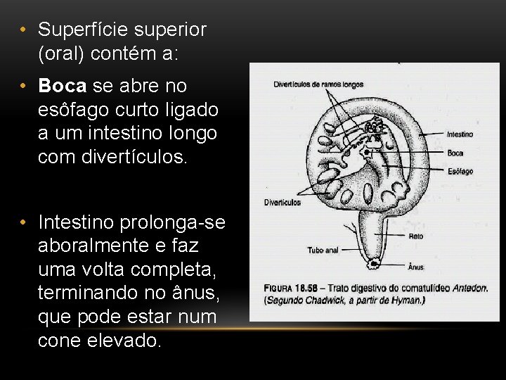  • Superfície superior (oral) contém a: • Boca se abre no esôfago curto