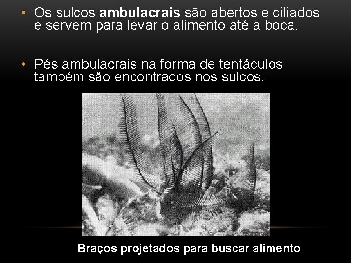  • Os sulcos ambulacrais são abertos e ciliados e servem para levar o