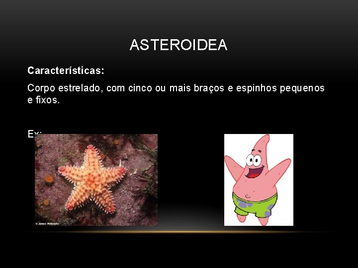 ASTEROIDEA Características: Corpo estrelado, com cinco ou mais braços e espinhos pequenos e fixos.