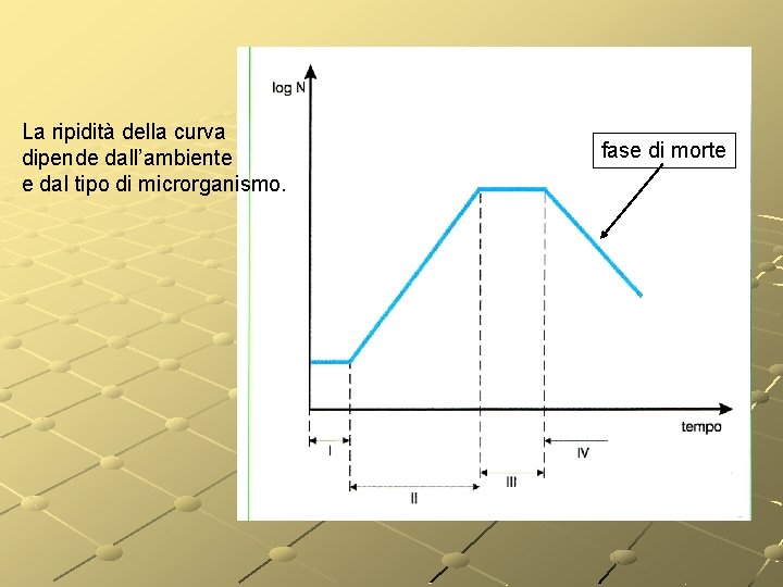 La ripidità della curva dipende dall’ambiente e dal tipo di microrganismo. fase di morte La ripidità della curva dipende dall’ambiente e dal tipo di microrganismo. fase di morte