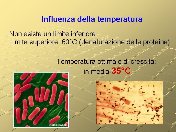 Influenza della temperatura Non esiste un limite inferiore. Limite superiore: 60°C (denaturazione delle proteine) Influenza della temperatura Non esiste un limite inferiore. Limite superiore: 60°C (denaturazione delle proteine)