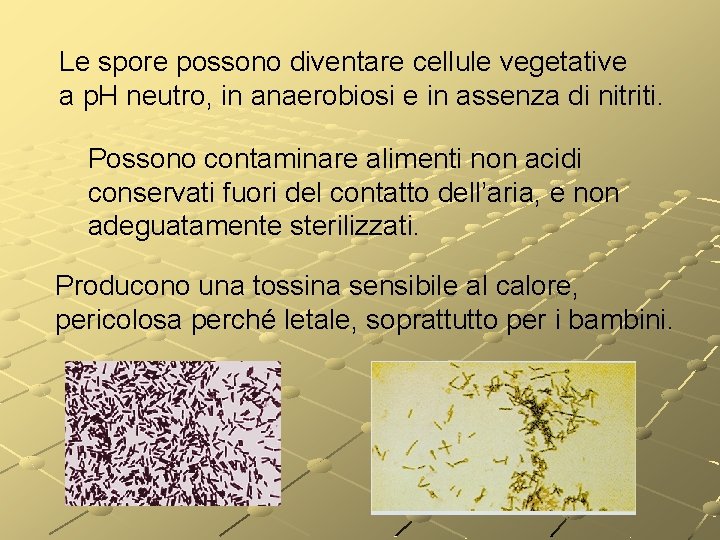 Le spore possono diventare cellule vegetative a p. H neutro, in anaerobiosi e in Le spore possono diventare cellule vegetative a p. H neutro, in anaerobiosi e in