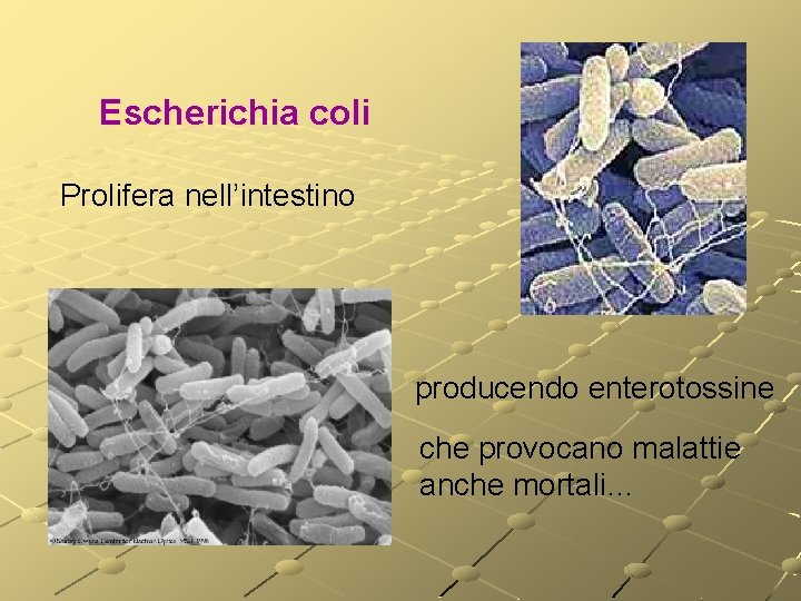 Escherichia coli Prolifera nell’intestino producendo enterotossine che provocano malattie anche mortali… Escherichia coli Prolifera nell’intestino producendo enterotossine che provocano malattie anche mortali…