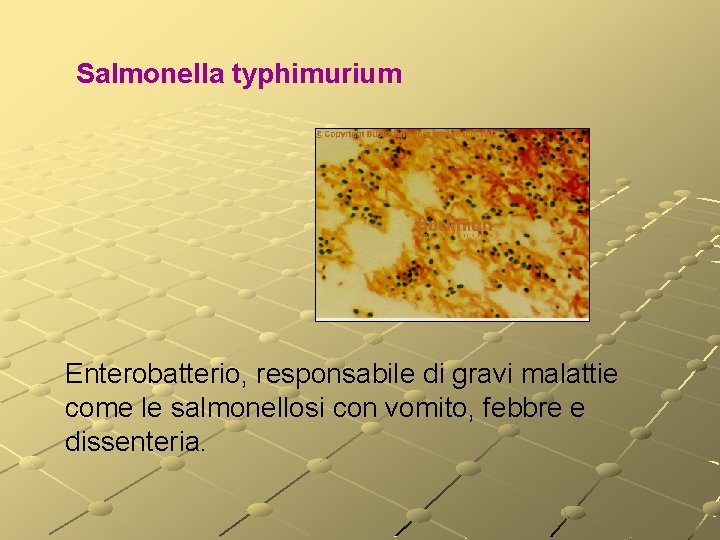 Salmonella typhimurium Enterobatterio, responsabile di gravi malattie come le salmonellosi con vomito, febbre e Salmonella typhimurium Enterobatterio, responsabile di gravi malattie come le salmonellosi con vomito, febbre e