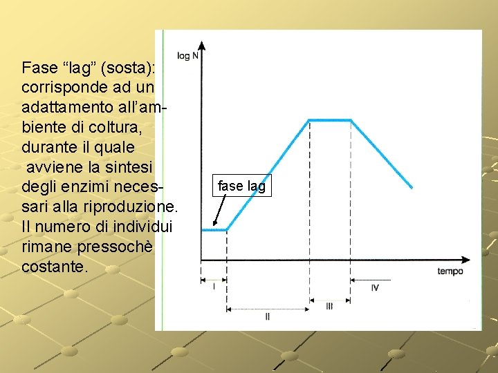 Fase “lag” (sosta): corrisponde ad un adattamento all’ambiente di coltura, durante il quale avviene Fase “lag” (sosta): corrisponde ad un adattamento all’ambiente di coltura, durante il quale avviene
