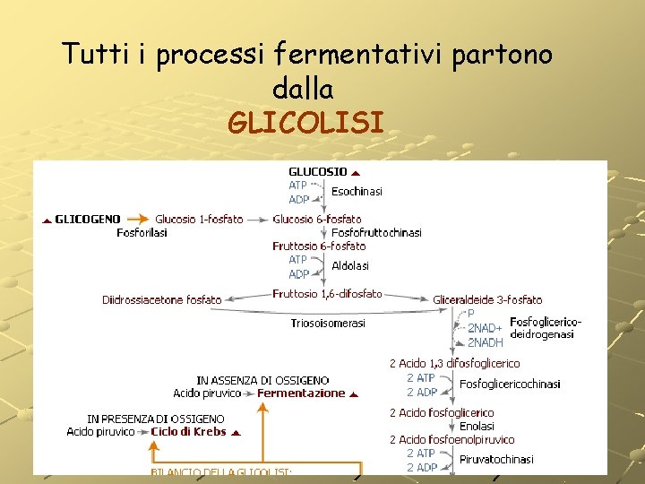 Tutti i processi fermentativi partono dalla GLICOLISI Tutti i processi fermentativi partono dalla GLICOLISI