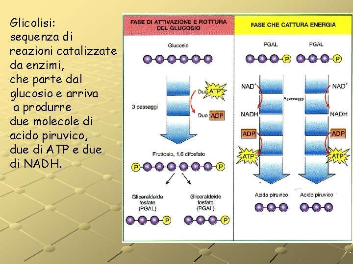 Glicolisi: sequenza di reazioni catalizzate da enzimi, che parte dal glucosio e arriva a Glicolisi: sequenza di reazioni catalizzate da enzimi, che parte dal glucosio e arriva a