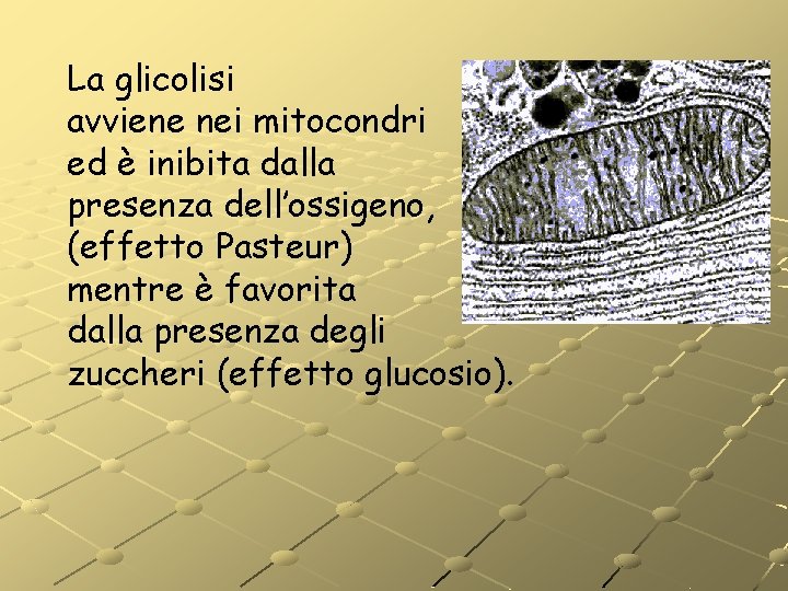La glicolisi avviene nei mitocondri ed è inibita dalla presenza dell’ossigeno, (effetto Pasteur) mentre La glicolisi avviene nei mitocondri ed è inibita dalla presenza dell’ossigeno, (effetto Pasteur) mentre