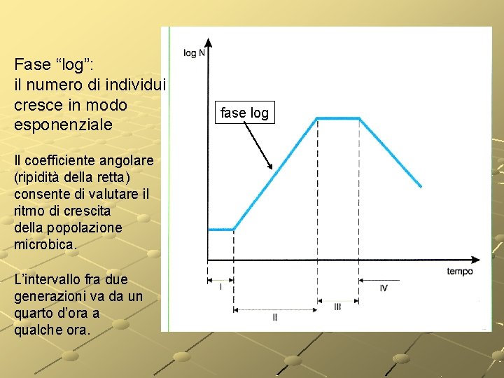 Fase “log”: il numero di individui cresce in modo esponenziale Il coefficiente angolare (ripidità Fase “log”: il numero di individui cresce in modo esponenziale Il coefficiente angolare (ripidità