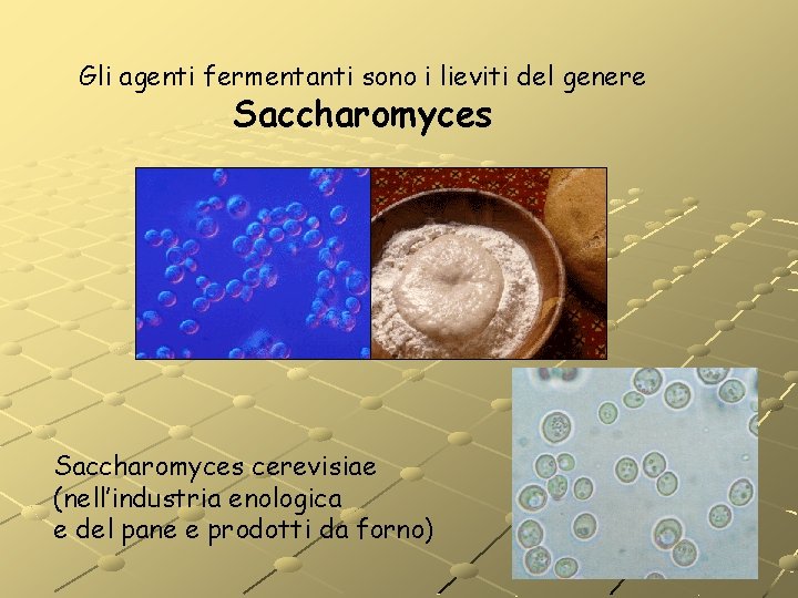 Gli agenti fermentanti sono i lieviti del genere Saccharomyces cerevisiae (nell’industria enologica e del Gli agenti fermentanti sono i lieviti del genere Saccharomyces cerevisiae (nell’industria enologica e del