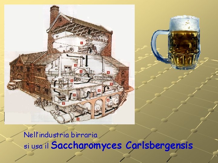 Nell’industria birraria si usa il Saccharomyces Carlsbergensis Nell’industria birraria si usa il Saccharomyces Carlsbergensis