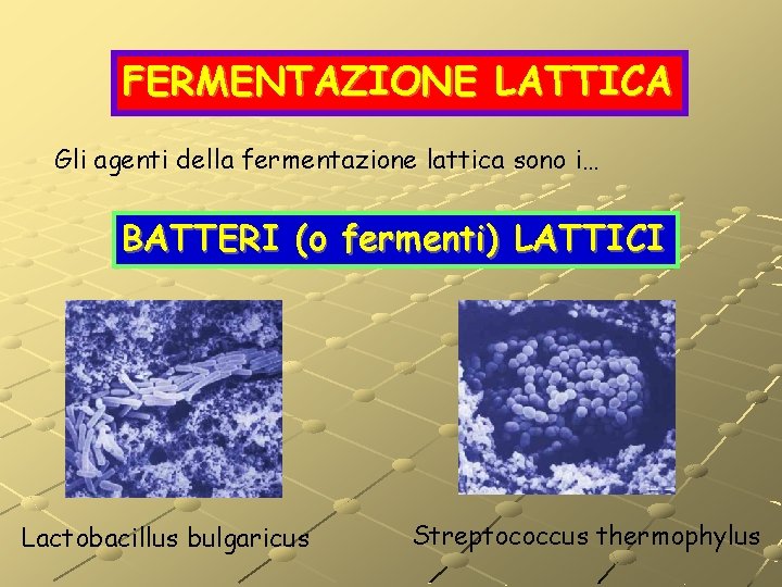 FERMENTAZIONE LATTICA Gli agenti della fermentazione lattica sono i… BATTERI (o fermenti) LATTICI Lactobacillus FERMENTAZIONE LATTICA Gli agenti della fermentazione lattica sono i… BATTERI (o fermenti) LATTICI Lactobacillus