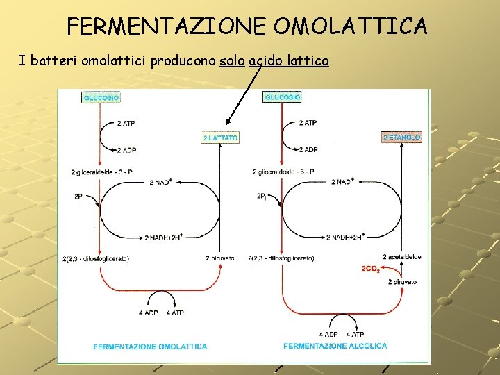 FERMENTAZIONE OMOLATTICA I batteri omolattici producono solo acido lattico FERMENTAZIONE OMOLATTICA I batteri omolattici producono solo acido lattico