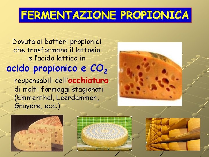 FERMENTAZIONE PROPIONICA Dovuta ai batteri propionici che trasformano il lattosio e l’acido lattico in FERMENTAZIONE PROPIONICA Dovuta ai batteri propionici che trasformano il lattosio e l’acido lattico in
