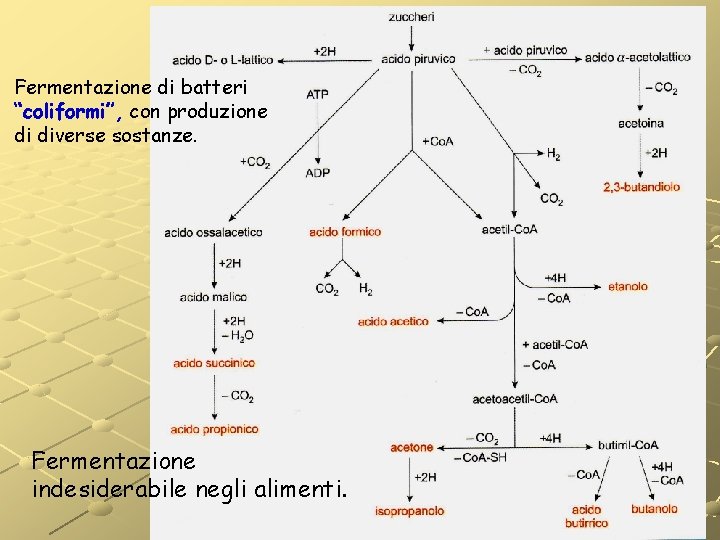 Fermentazione di batteri “coliformi”, con produzione di diverse sostanze. Fermentazione indesiderabile negli alimenti. Fermentazione di batteri “coliformi”, con produzione di diverse sostanze. Fermentazione indesiderabile negli alimenti.