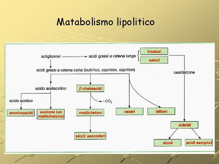 Matabolismo lipolitico Matabolismo lipolitico