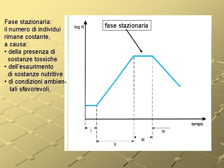 Fase stazionaria: il numero di individui rimane costante, a causa: • della presenza di Fase stazionaria: il numero di individui rimane costante, a causa: • della presenza di