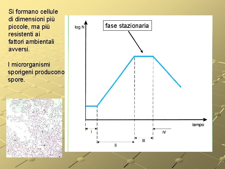 Si formano cellule di dimensioni più piccole, ma più resistenti ai fattori ambientali avversi. Si formano cellule di dimensioni più piccole, ma più resistenti ai fattori ambientali avversi.