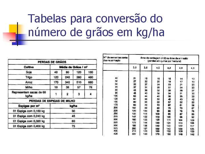 Tabelas para conversão do número de grãos em kg/ha 