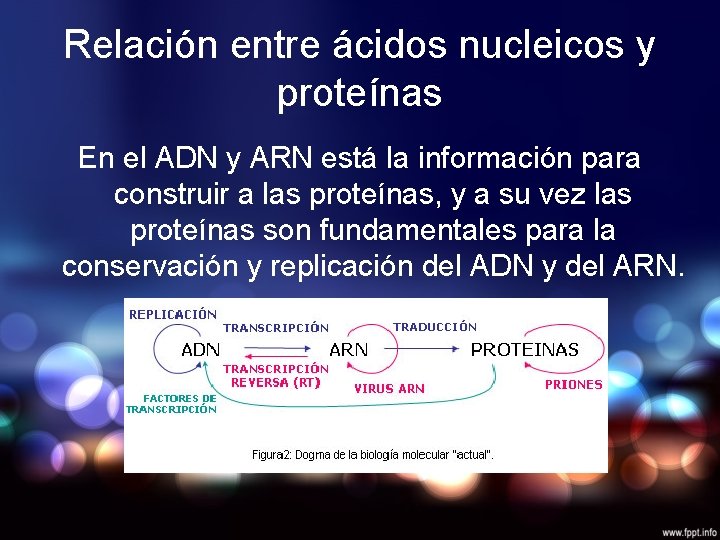 Relación entre ácidos nucleicos y proteínas En el ADN y ARN está la información