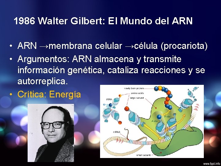 1986 Walter Gilbert: El Mundo del ARN • ARN →membrana celular →célula (procariota) •