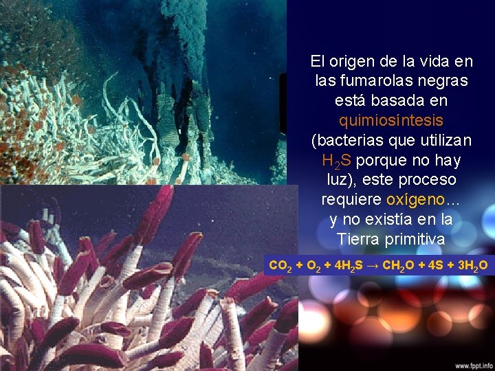 El origen de la vida en las fumarolas negras está basada en quimiosíntesis (bacterias