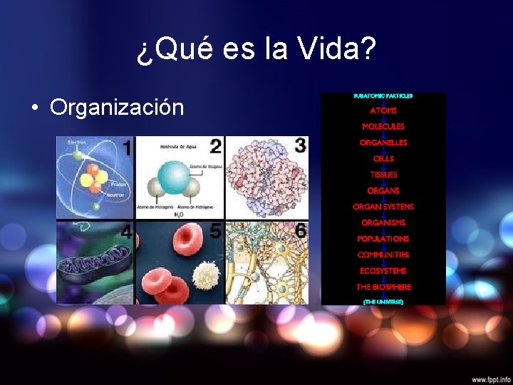 ¿Qué es la Vida? • Organización 