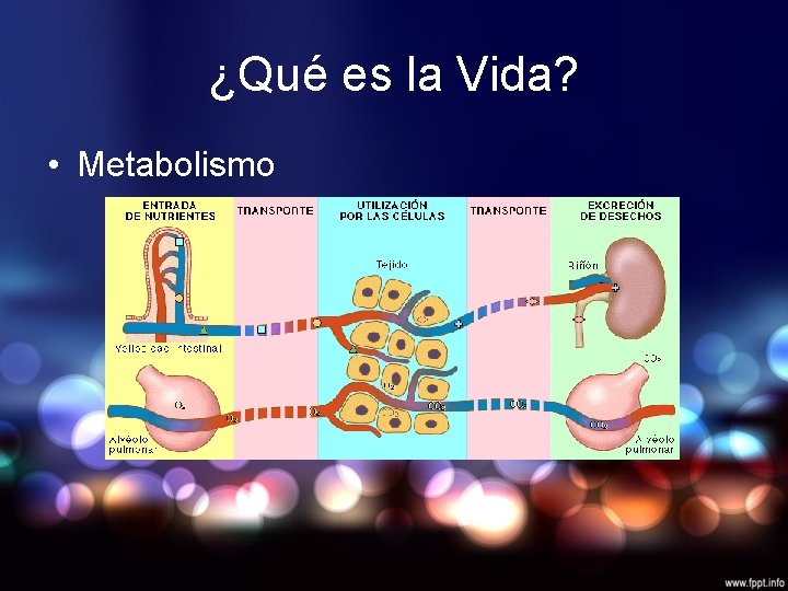¿Qué es la Vida? • Metabolismo 