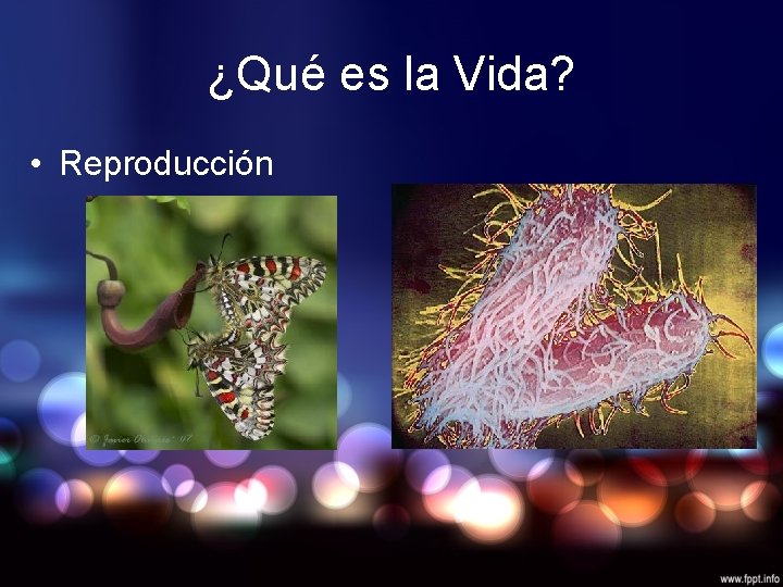 ¿Qué es la Vida? • Reproducción 