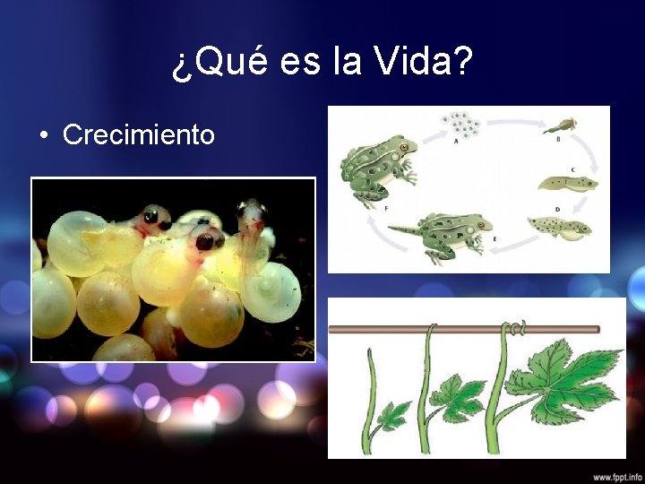 ¿Qué es la Vida? • Crecimiento 