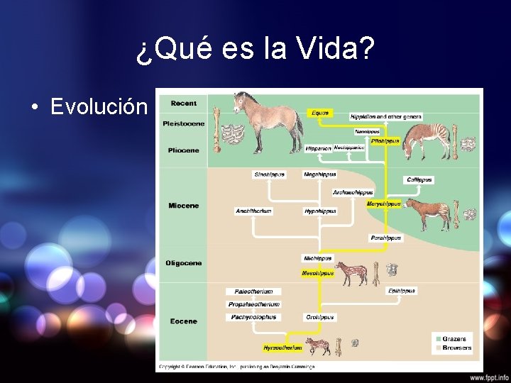 ¿Qué es la Vida? • Evolución 