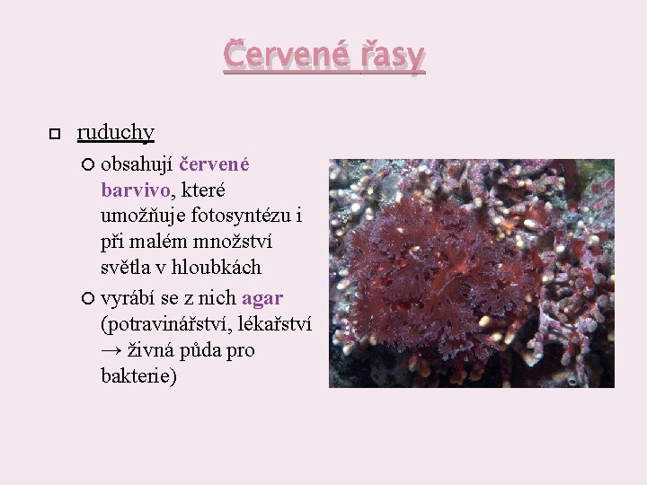 Červené řasy ruduchy obsahují červené barvivo, které umožňuje fotosyntézu i při malém množství světla