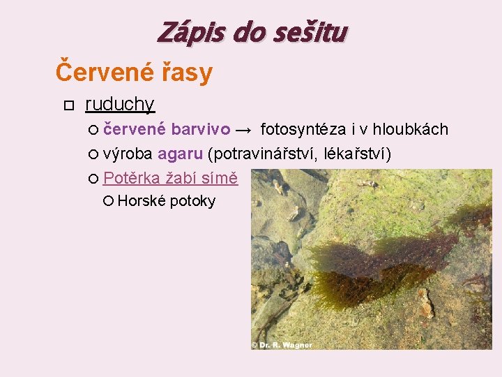 Zápis do sešitu Červené řasy ruduchy červené barvivo → fotosyntéza i v hloubkách výroba