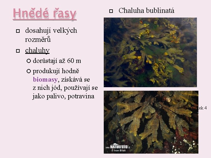 Hnědé řasy Chaluha bublinatá dosahují velkých rozměrů chaluhy dorůstají až 60 m produkují hodně