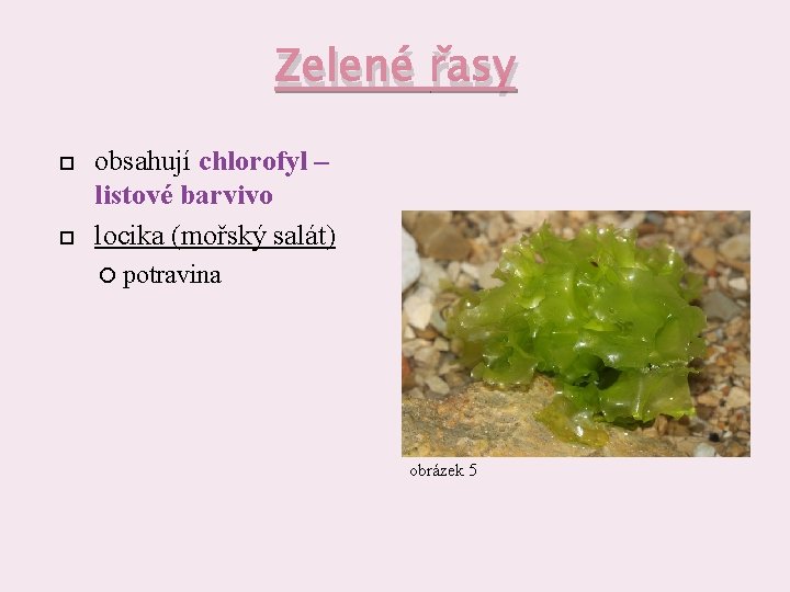 Zelené řasy obsahují chlorofyl – listové barvivo locika (mořský salát) potravina obrázek 5 