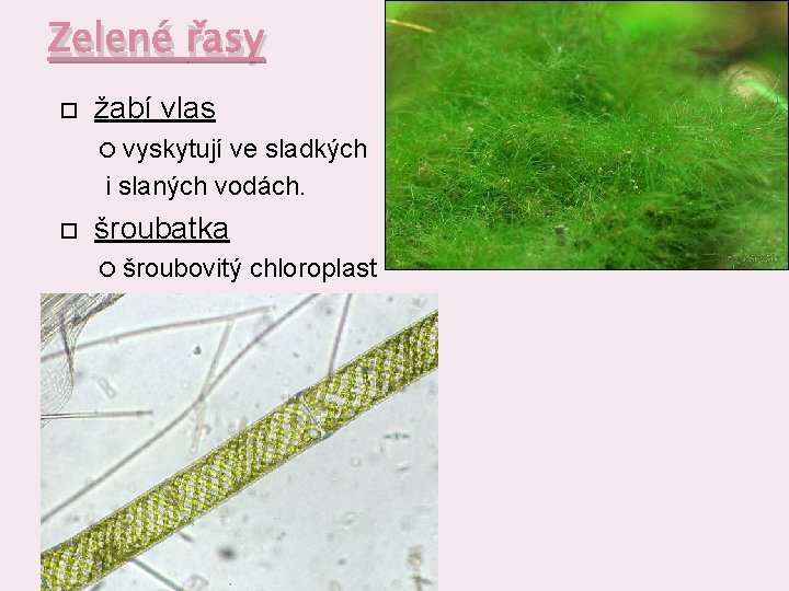 Zelené řasy žabí vlas vyskytují ve sladkých i slaných vodách. šroubatka šroubovitý chloroplast 