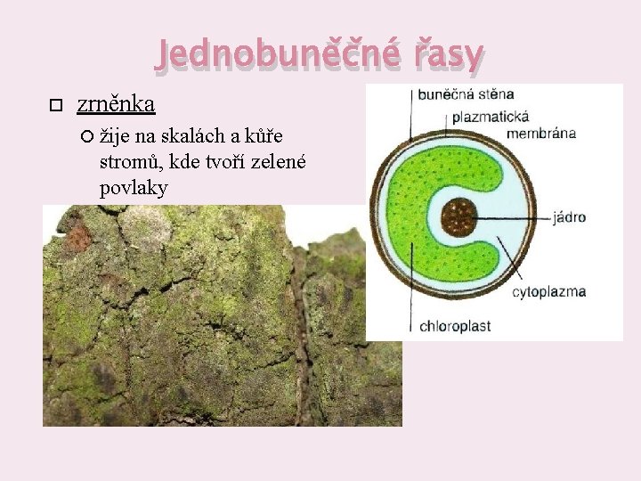 Jednobuněčné řasy zrněnka žije na skalách a kůře stromů, kde tvoří zelené povlaky 