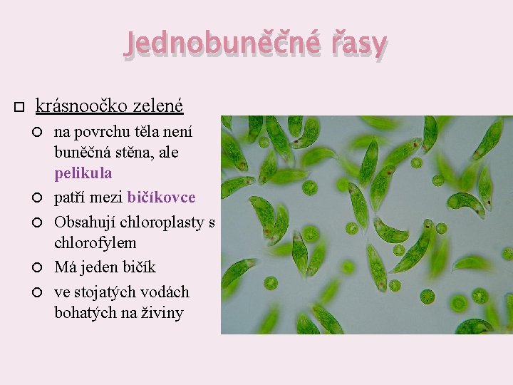 Jednobuněčné řasy krásnoočko zelené na povrchu těla není buněčná stěna, ale pelikula patří mezi