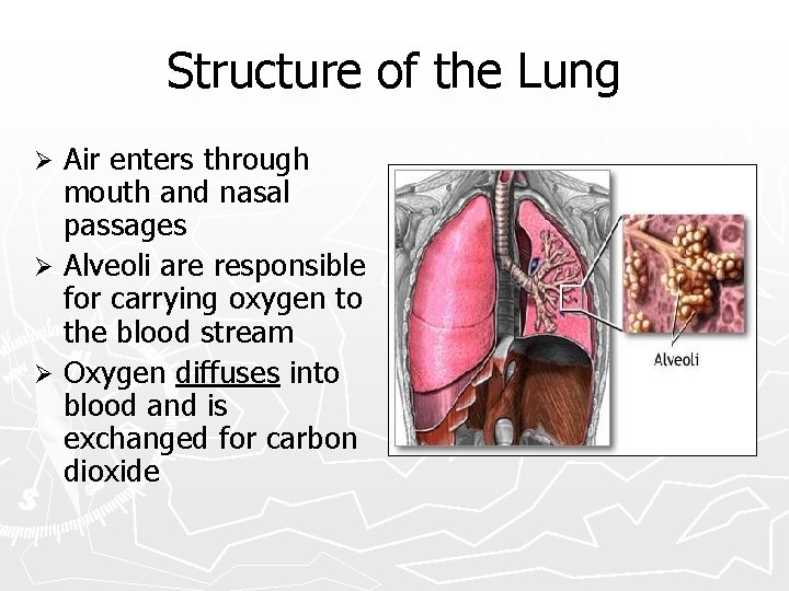 Structure of the Lung Air enters through mouth and nasal passages Ø Alveoli are