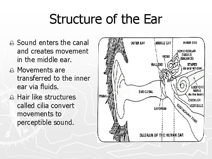 Structure of the Ear Sound enters the canal and creates movement in the middle