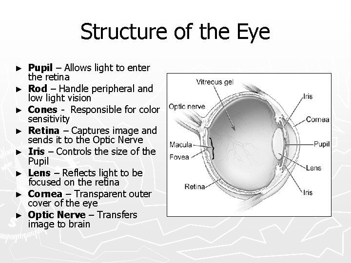 Structure of the Eye ► ► ► ► Pupil – Allows light to enter