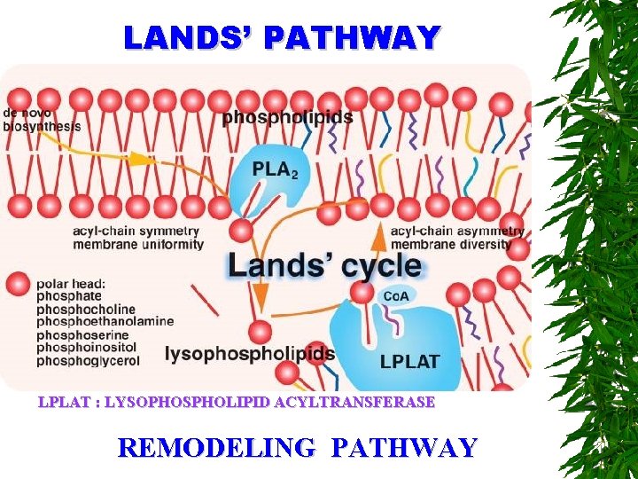LANDS’ PATHWAY LPLAT : LYSOPHOSPHOLIPID ACYLTRANSFERASE REMODELING PATHWAY 