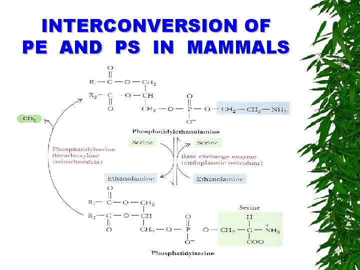 INTERCONVERSION OF PE AND PS IN MAMMALS 
