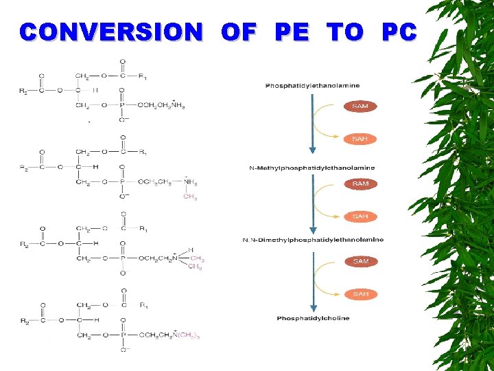 CONVERSION OF PE TO PC 