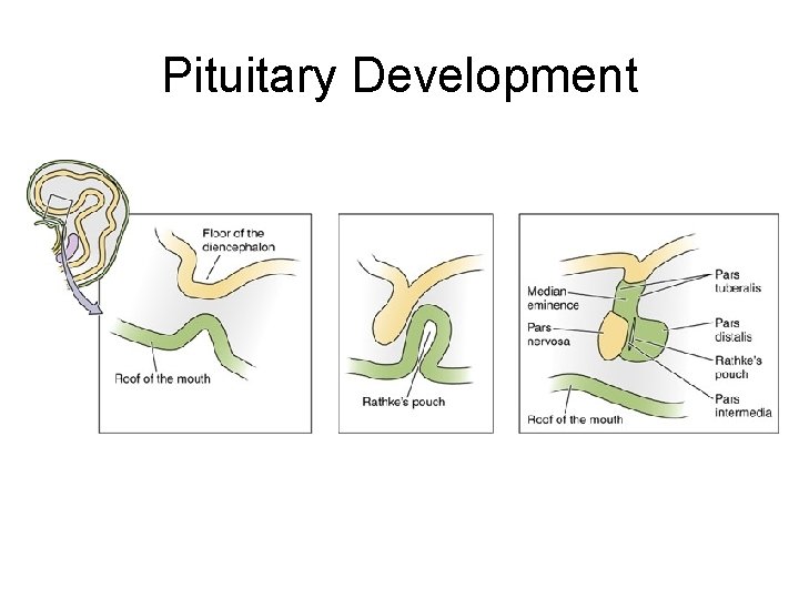 Pituitary Development 