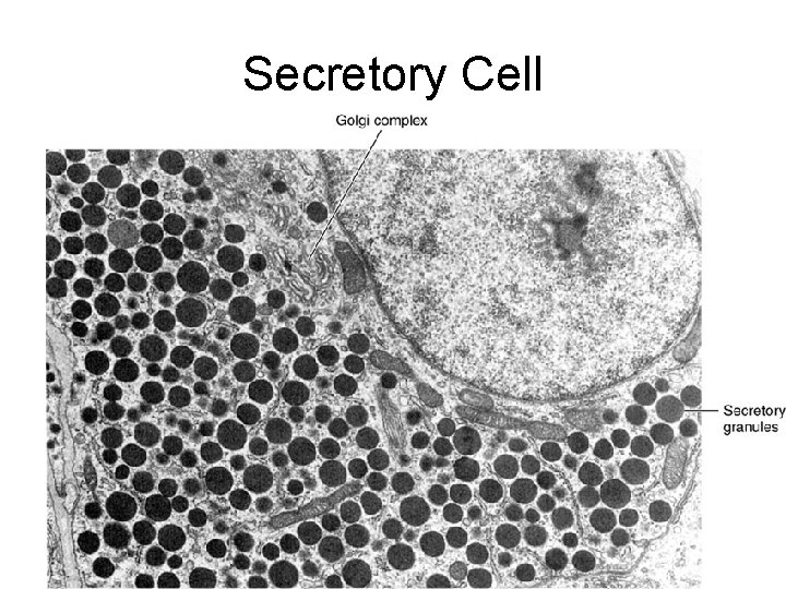 Secretory Cell 