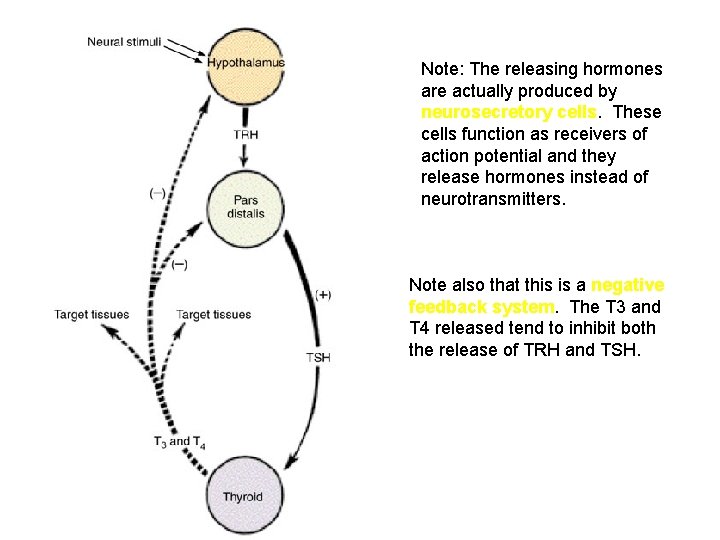 Note: The releasing hormones are actually produced by neurosecretory cells. These cells function as